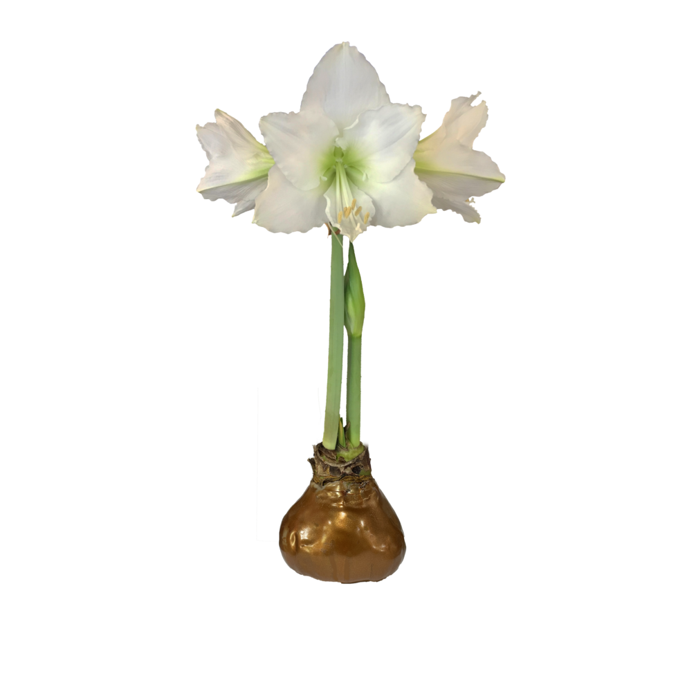 Double White Flower Bulb 36"