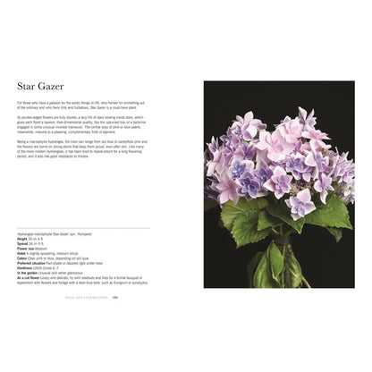 Hydrangeas: Beautiful Varieties for Home and Garden