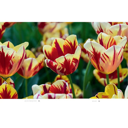 Tulips: Beautiful Varieties for Home and Garden