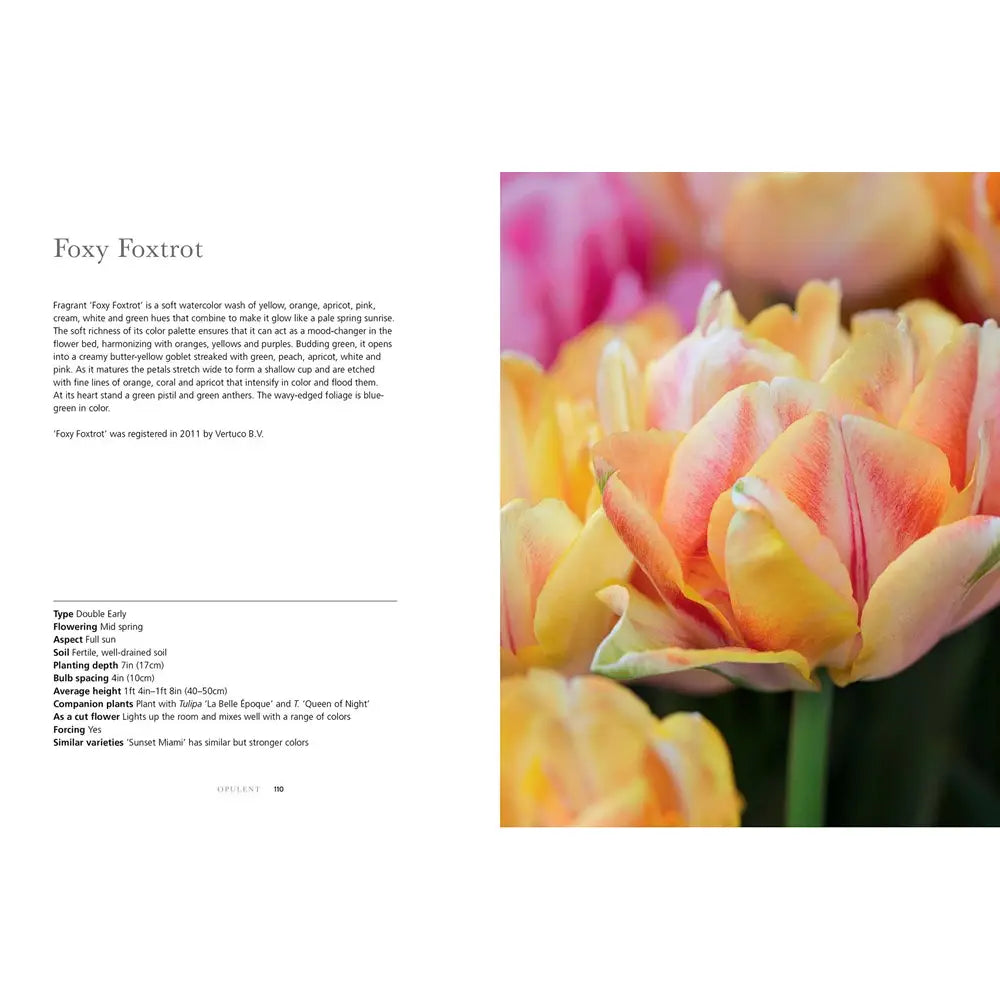 Tulips: Beautiful Varieties for Home and Garden