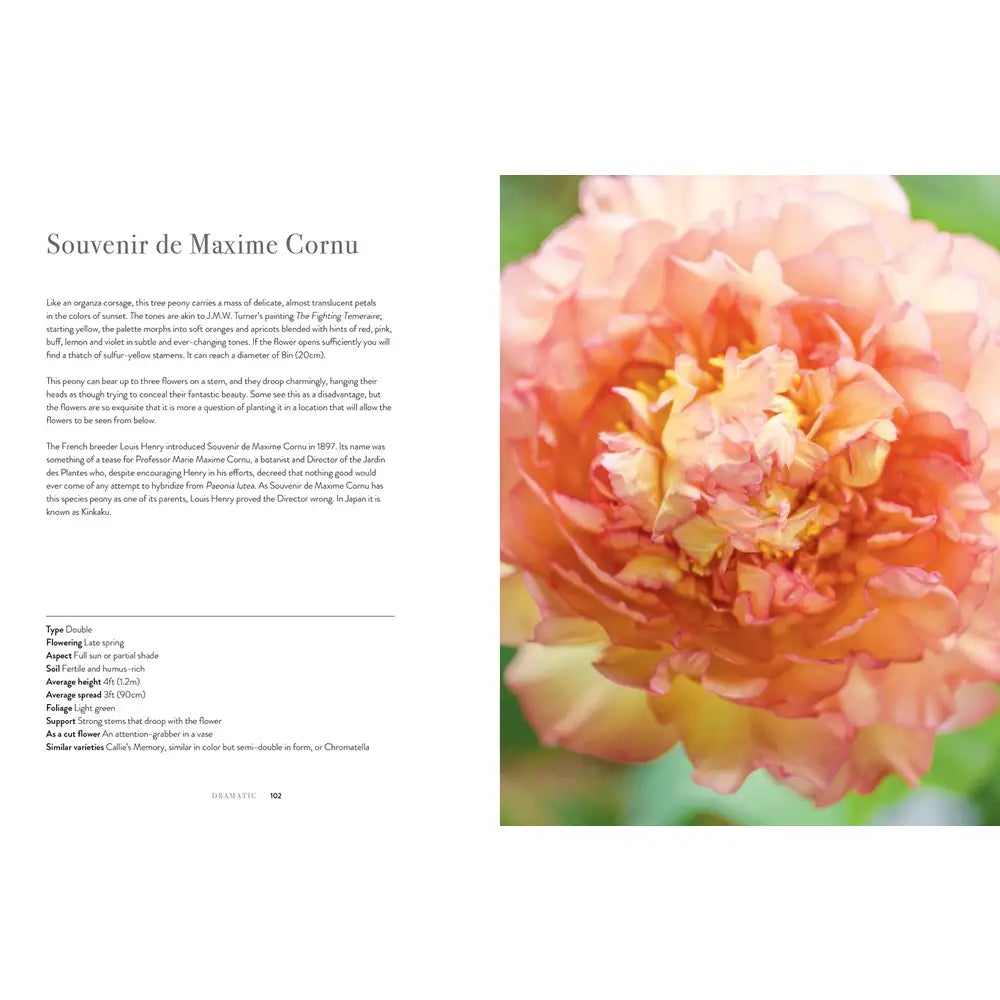 Peonies: Beautiful Varieties for Home and Garden