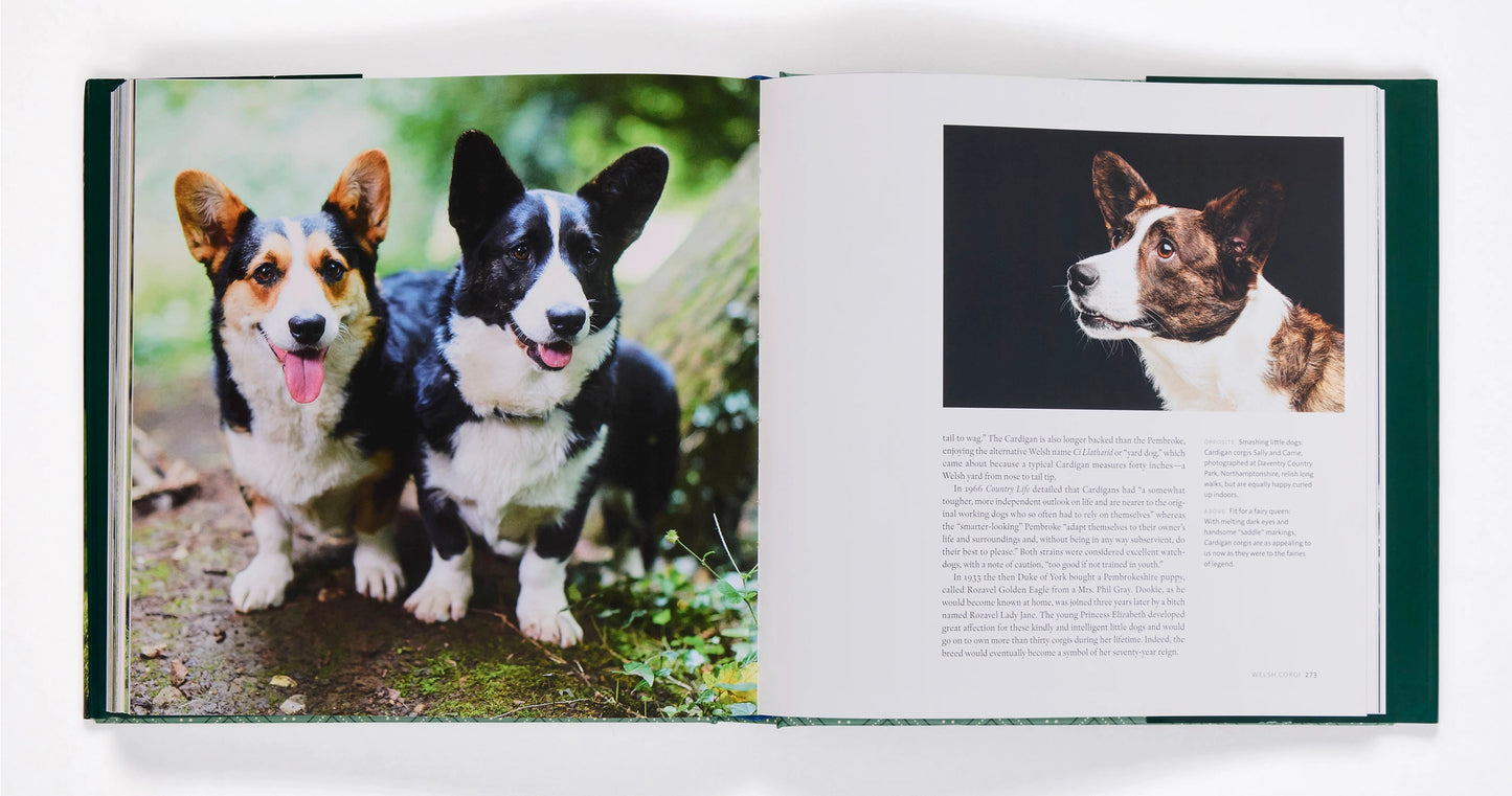 Country Life's Book of Dogs