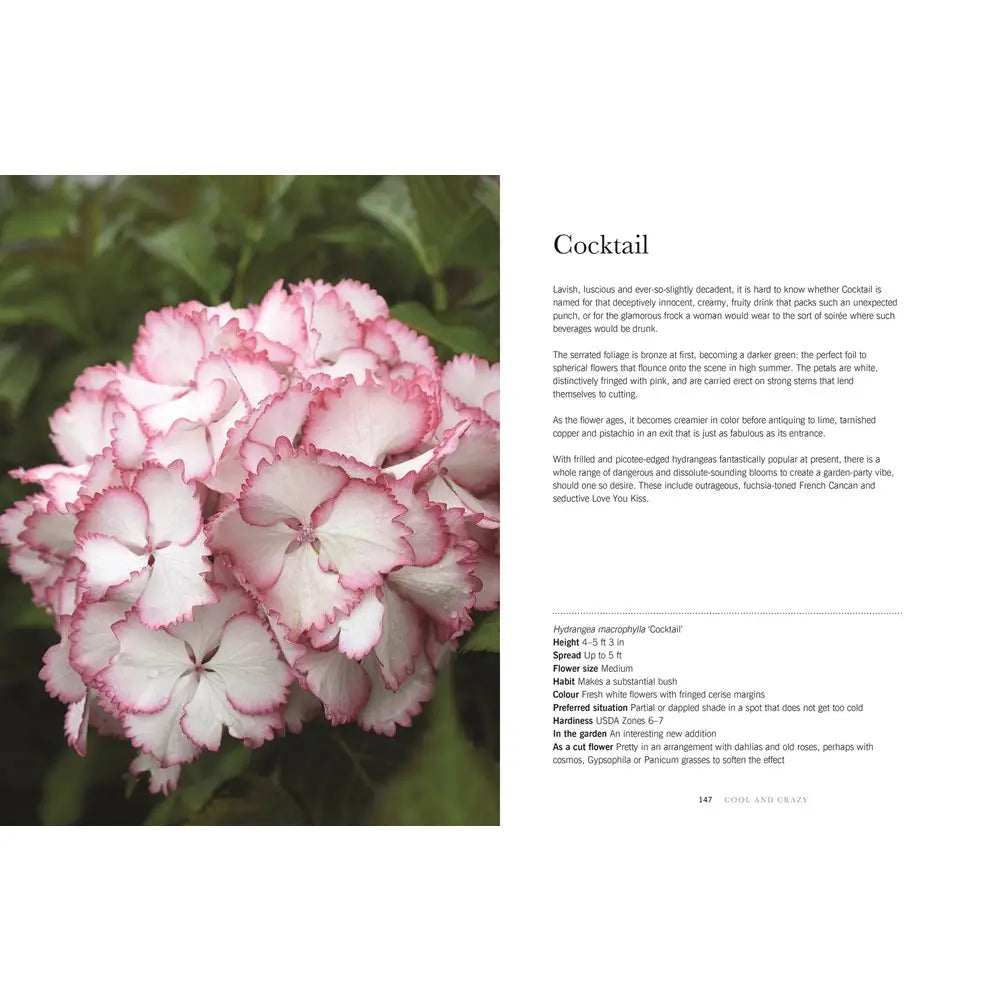 Hydrangeas: Beautiful Varieties for Home and Garden