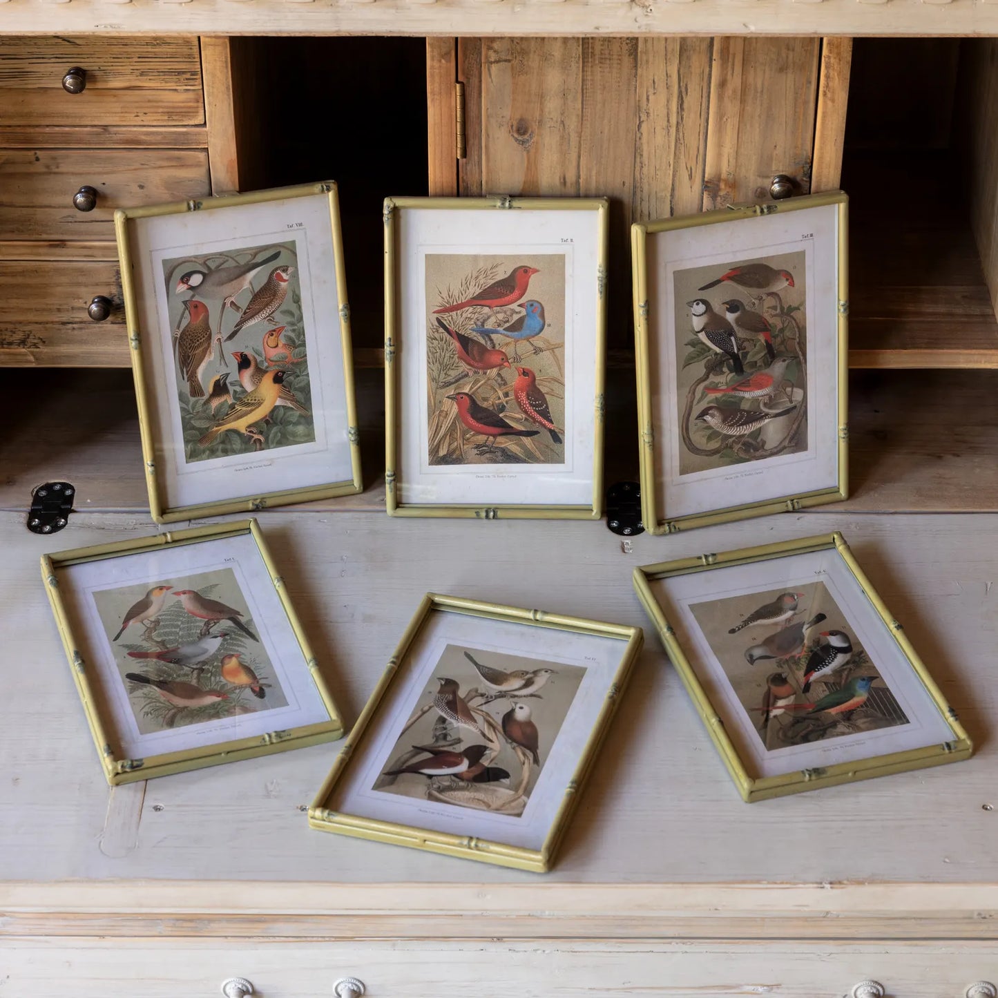 Song Bird Prints S/6