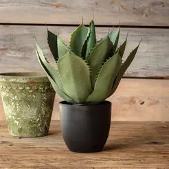 Potted Artichoke Agave Plant