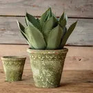 Potted Artichoke Agave Plant