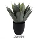 Potted Artichoke Agave Plant
