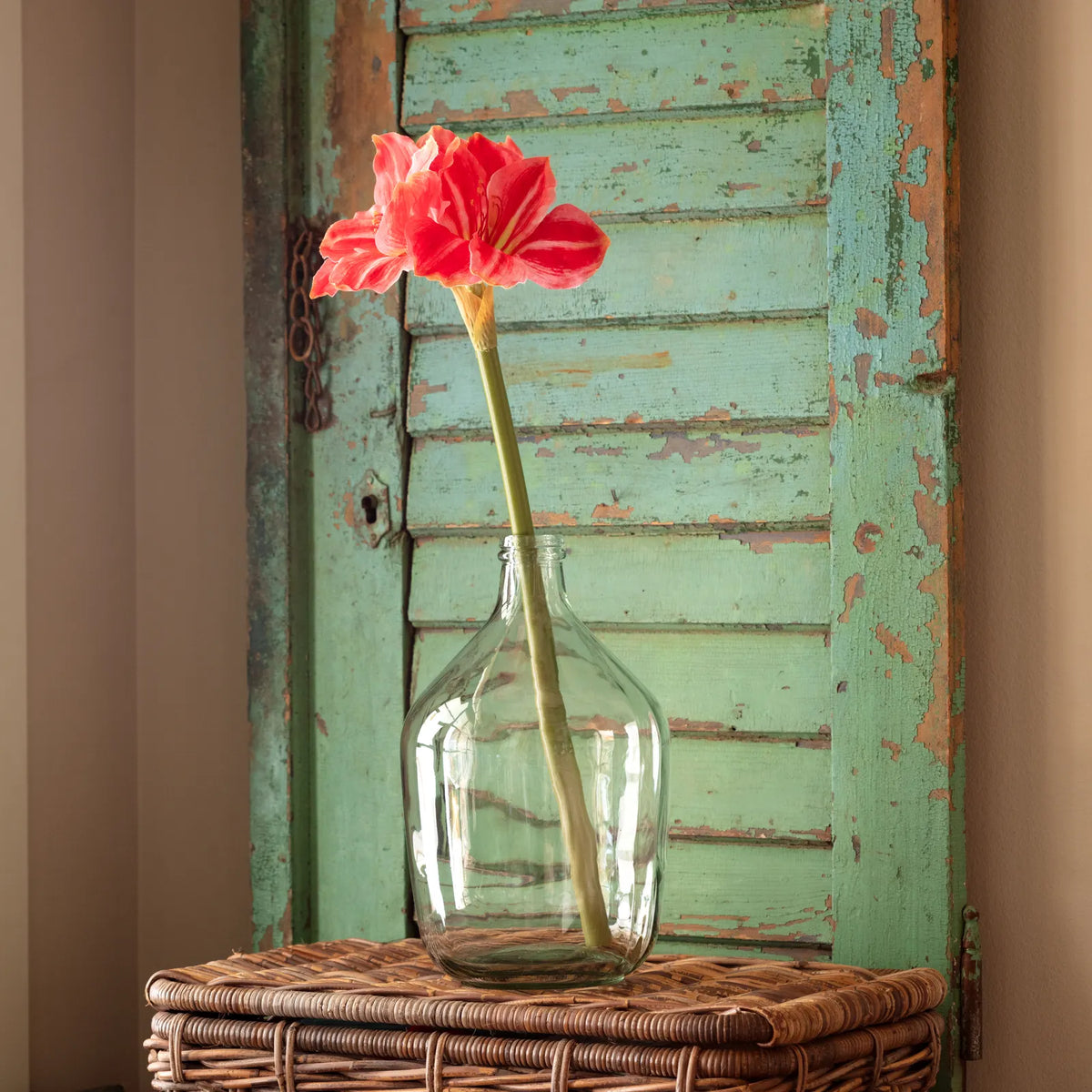 Amaryllis Stems