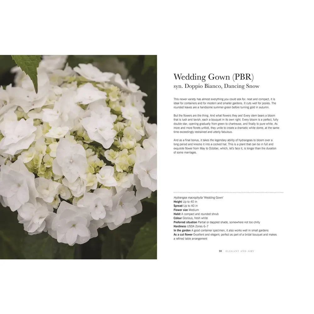 Hydrangeas: Beautiful Varieties for Home and Garden