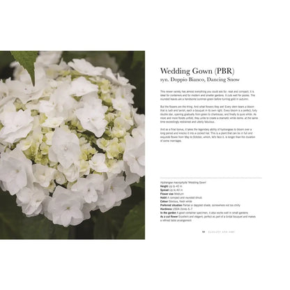 Hydrangeas: Beautiful Varieties for Home and Garden