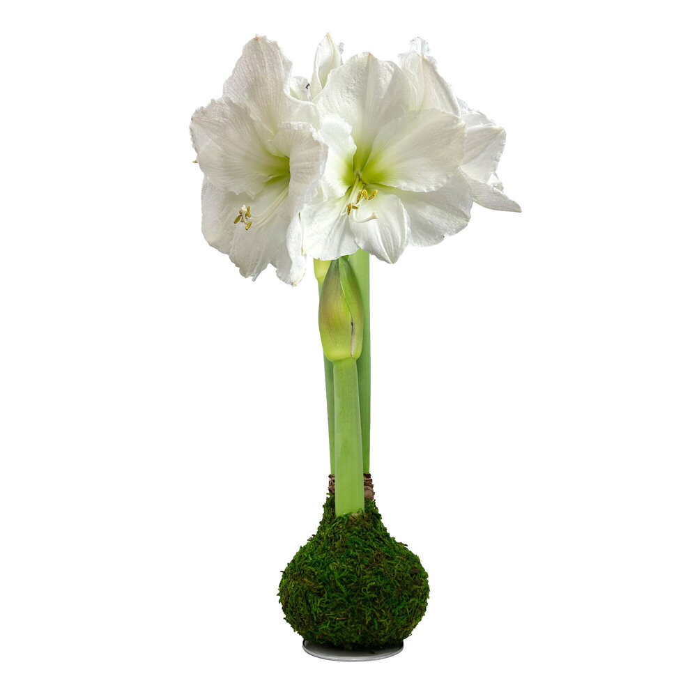 Double White Flower Bulb 36"